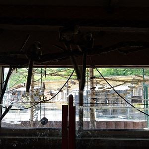 Tropenhalle - White fronted lemur & lowland paca enclosure