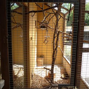 Tropenhalle - Golden-handed tamarin enclosure