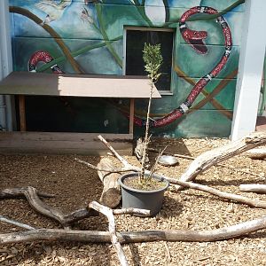 African civet enclosure