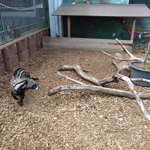 African civet - Civettictis civetta
