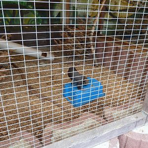 Tyara - Eira barbara