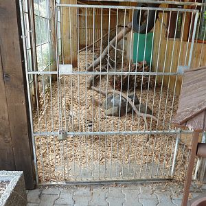 Serval - Leptailurus serval