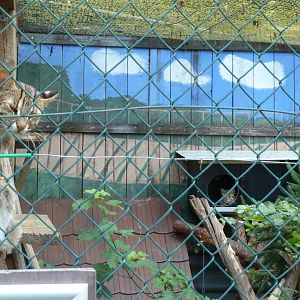 Amur leopard cat - Prionailurus bengalensis euptilura