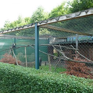 Diana guenon enclosure