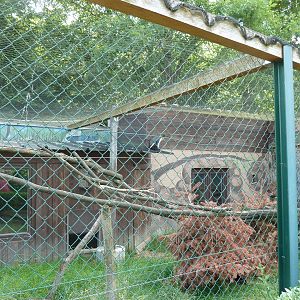 Diana guenon enclosure