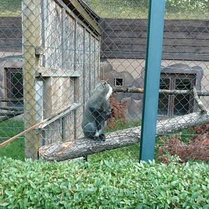 Debrazza guenon - Cercopithecus neglectus