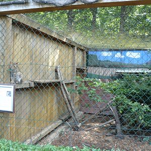 Amur leopard cat - Prionailurus bengalensis euptilura