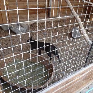 Jungle cat - Felis chaus