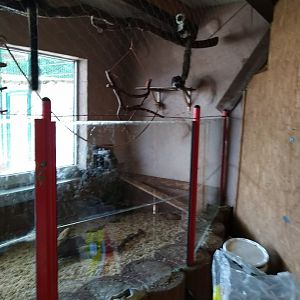 Tropenhalle - White-fronted lemur - Eulemur albifrons