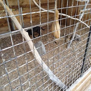 Jungle cat - Felis chaus