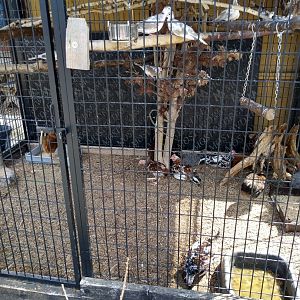 Overcrowed aviary for domestic pigeons and chickens