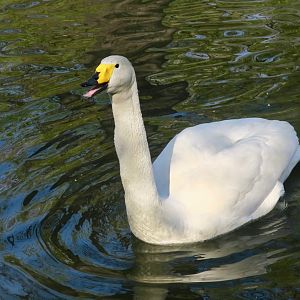 Whooper Swan (Cygnus cygnus)