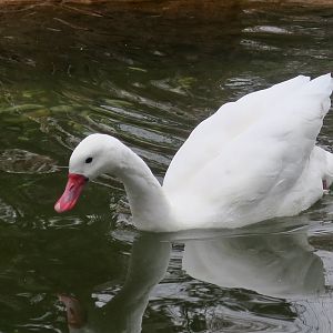 Coscoroba (Coscoroba coscoroba)