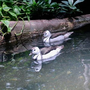 Cotton Pygmy Goose (Nettapus coromandelianus)