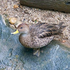 Chilean Pintail (Anas georgica spinicaudata)