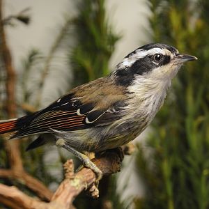 Red-tailed minla (Minla ignotincta)