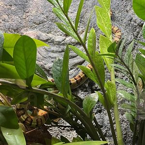 Nuevo León milksnake (Lampropeltis leonis)