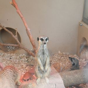 Meerkat