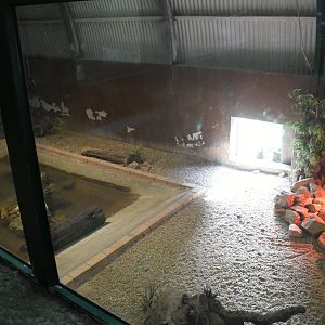 Reptile House (African Dwarf Crocodiles exhibit)