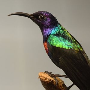 Splendid sunbird (Cinnyris coccinigastrus)
