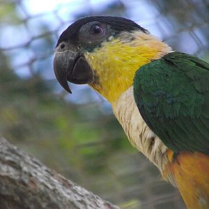 Black-headed Parrot - Zooparc de Beauval - 08/2022