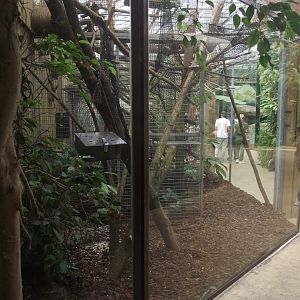 Tamarin and Saki aviary - Zooparc de Beauval - 08/2022