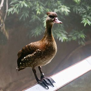 Spotted Whistling Duck (Dendrocygna guttata)