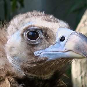 Cinereous Vulture (Aegypius monachus)