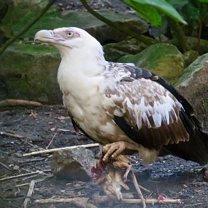 Palm-Nut Vulture (Gypohierax angolensis)