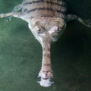 Gharial (Gavialis gangeticus)