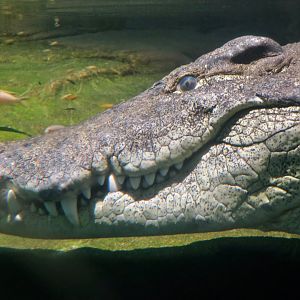 South African Nile Crocodile (Crocodylus niloticus cowiei)