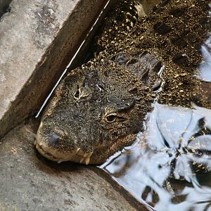 Cuban Crocodile (Crocodylus rhombifer)