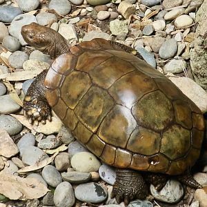 Asian Forest Tortoise (Manouria emys emys)