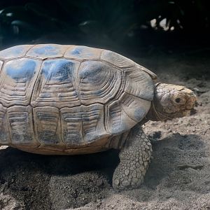 Forsten's Tortoise (Indotestudo forstenii)