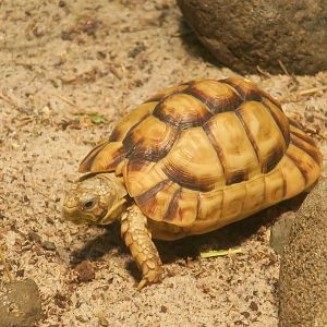 Kleinmann's Tortoise (Testudo kleinmanni)