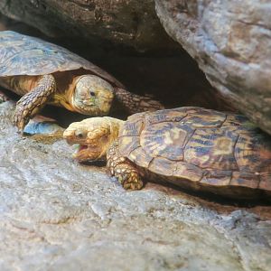 Pancake Tortoise (Malacochersus tornieri)