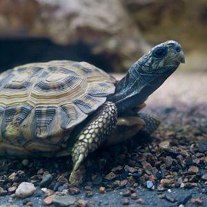 Spider Tortoise (Pyxis arachnoides)