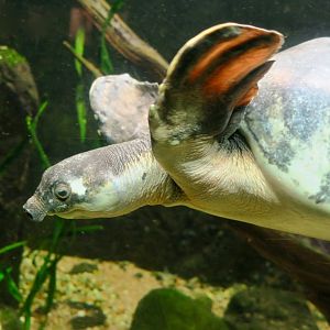 Fly River Turtle (Carettochelys insculpta)