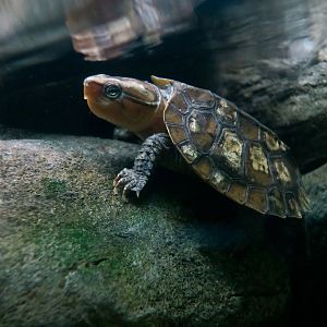 Big-Headed Turtle (Platysternon megacephalum)