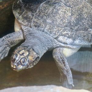Arrau Turtle (Podocnemis expansa)