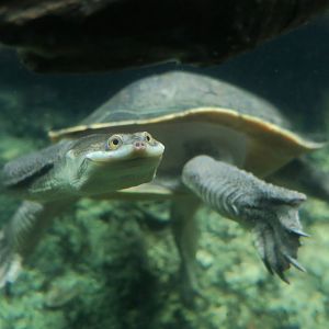 Broad-Shelled River Turtle (Chelodina expansa)