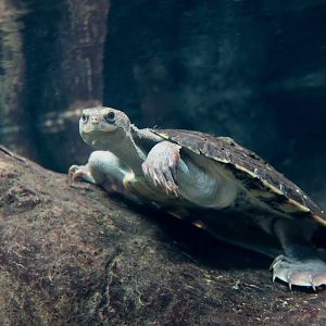 Mary River Turtle (Elusor macrurus)