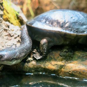 Rote Island Snake-Necked Turtle (Chelodina mccordi)