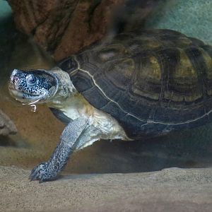 West African Mud Turtle (Pelusios castaneus)