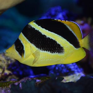 Indian butterflyfish (Chaetodon mitratus)