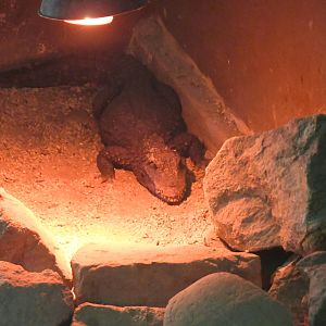 African Dwarf Crocodile