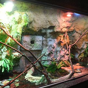 Reptile House (Prehensile-tailed Skink exhibit)