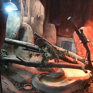 Reptile House (Weber's Sail-fin Lizard and Four-lined Zonosaurus exhibit)