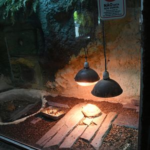 Reptile House (Russian Tortoise exhibit)