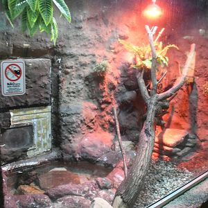 Reptile House (Cuban Boa exhibit)